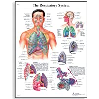 Los mejores  - 3B Scientific Human Anatomy - La tabla del sistema respiratorio- versión en papel